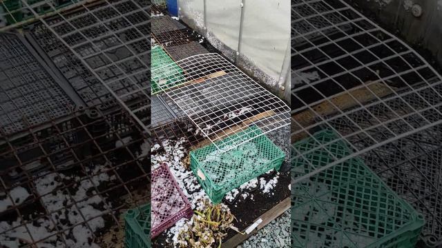 Можжевельники и туи, подготовка саженцев к зиме, заключительный этап🌸🌸🌸 смотреть онлайн