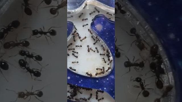 ???МУРАВЬИ СТЕПНЫЕ - ЖНЕЦЫ???Steppe Reaper Ants ?Взаимная подписка! Подпишись и поставь ? смотреть онлайн