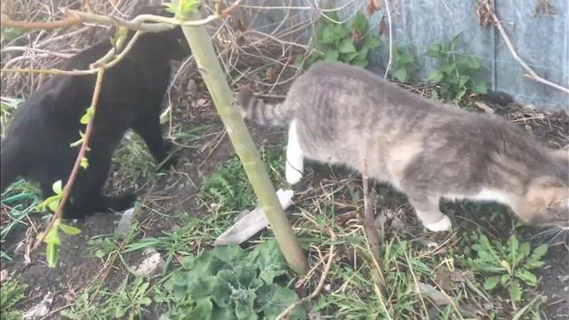 А вы понимаете о чем нам говорят #кошки?! Солянка смотреть онлайн