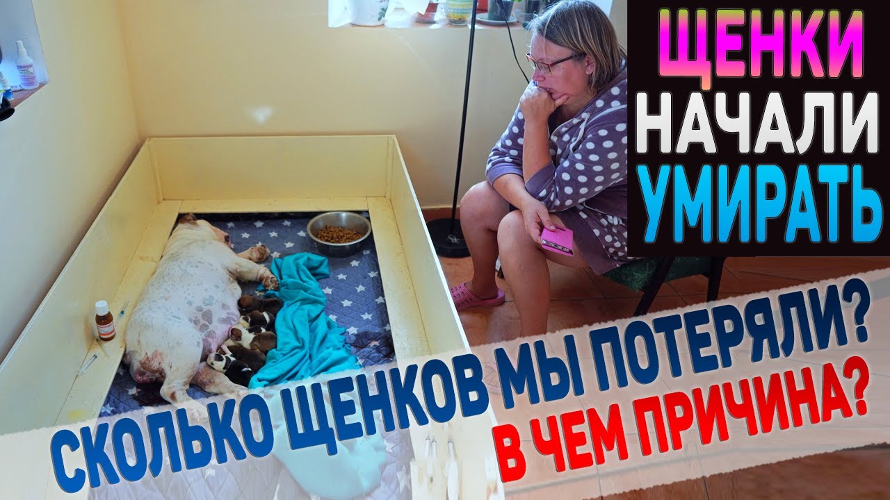 С щенками ВСЁ ПЛОХО! Сколько их осталось? смотреть онлайн