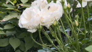 Лучшая белая плетистая роза Шнеевитхен в моем саду. Полная характеристика.