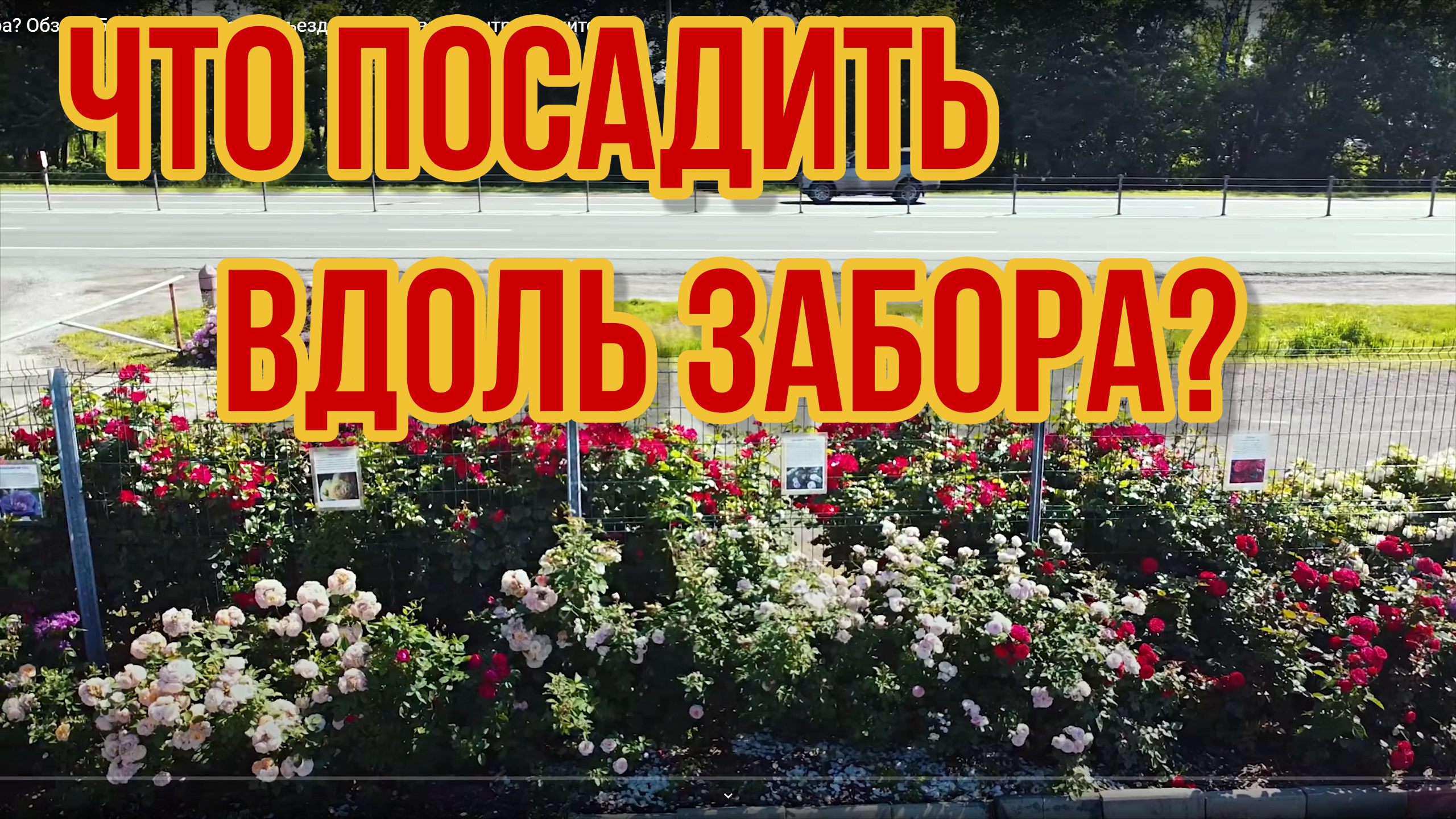 Что посадить вдоль забора .Обзор 15 сортов роз перед въездом в садовый центр в Никитском смотреть онлайн