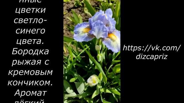 ИРИС КАРЛИК SEA FIRE  #ирисы #клематисы #лилейники