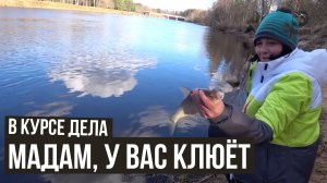 Мадам, у вас клюёт // В курсе дела