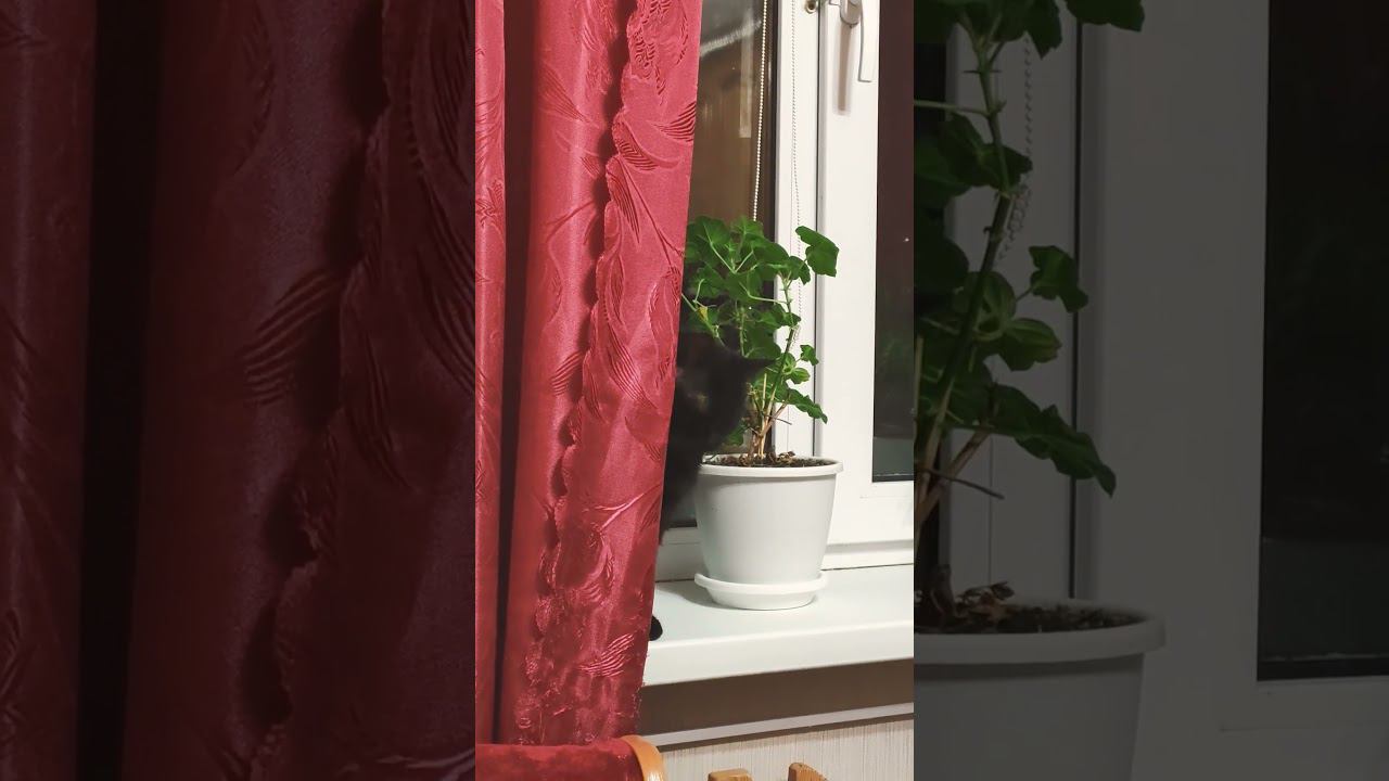 Она что-то знает..)) И молчит)). смотреть онлайн