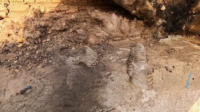 МЫ В ШОКЕ!! ЗМЕЯ ПОСЕЛИЛАСЬ В ДОМЕ?! смотреть онлайн