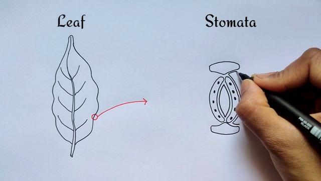 Stomata drawing class 7|stomata diagram class 7|how to draw stomata смотреть онлайн