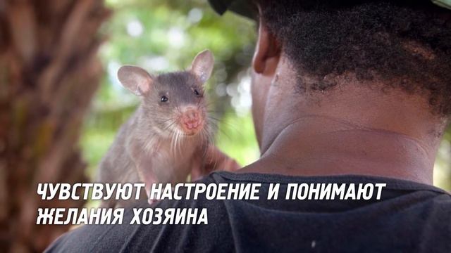 10 Самых Поразительных Умственных Способностей Животных смотреть онлайн