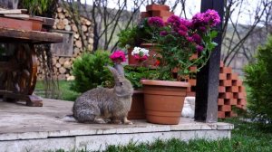 Тушеная говядина по-деревенски Азербайджанская Кухня Деревенская Кухня  Рецепты
