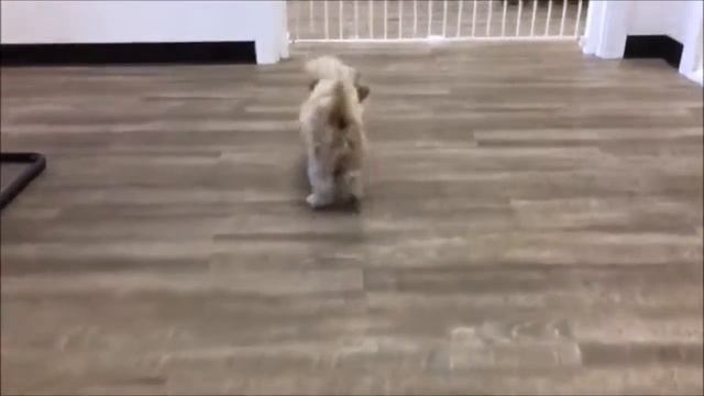 Jasmine - The Pet Adoption Center of Orange County смотреть онлайн