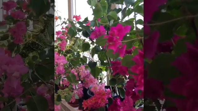 Цветение бугенвиллии на балконе. Bougainvillea bloom indoor смотреть онлайн
