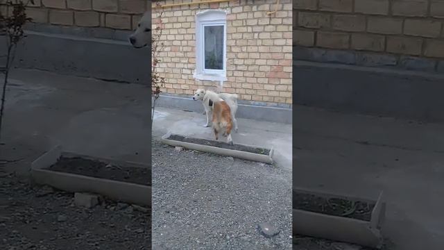 Алабай против сенбернара смотреть онлайн