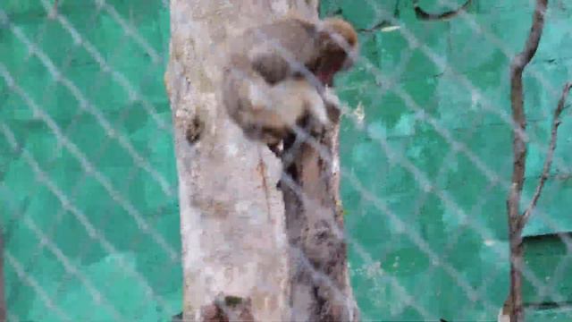 Обезьянки на травку аж бегом;-) Тайган. смотреть онлайн