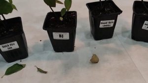 10.10.2023.Получила посылку с гортензиями с питомника "Анабель".Распаковка.