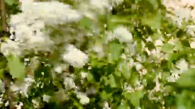черемуха цветет смотреть онлайн