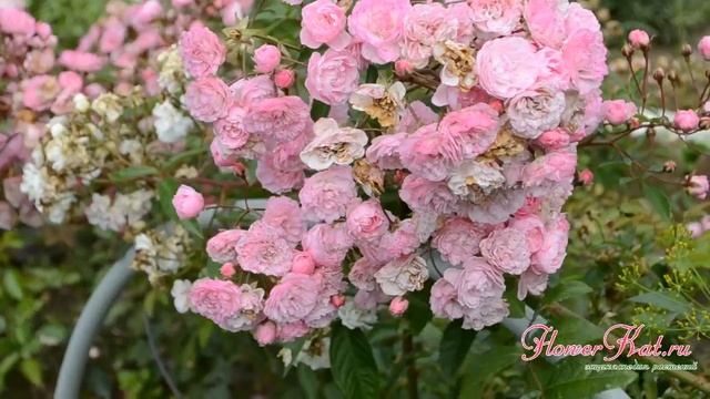 Роза Хевенли Пинк / Heavenly Pink