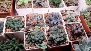 Хавортия.Уход и содержание.