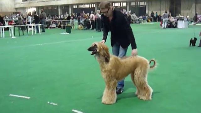 3.04.2011"ЛИДЕР&ПРЕСТИЖ"Тренировка Солнечного после ринга. смотреть онлайн