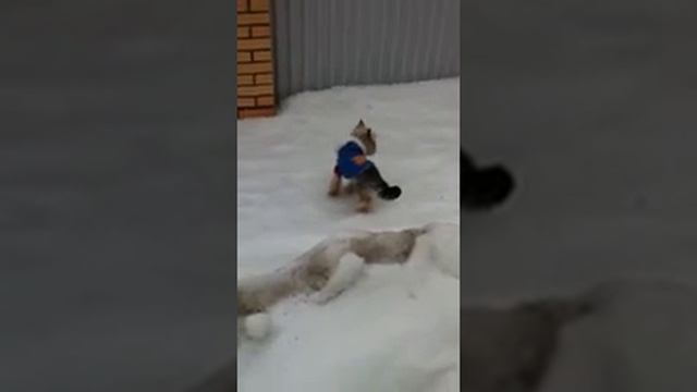 Кузя гуляет