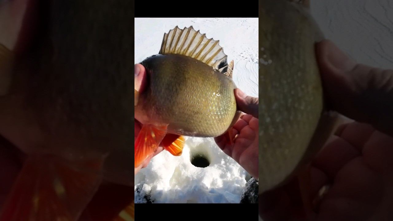 Весенние арбузы)) #рыбалкавсибири #окунь #perch смотреть онлайн