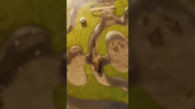 глава пересечение муравьев