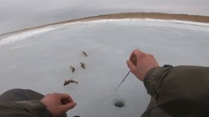 Лучшая рыбалка сезона. Ловля окуня на блесну. Зимняя рыбалка на Ладоге. Весенний окунь жрет блесны.