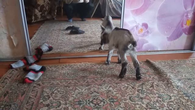 Козлёнок и зеркало смотреть онлайн
