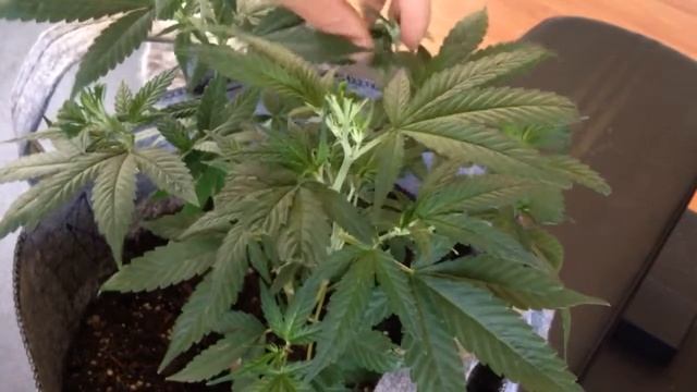 Chocolope Haze смотреть онлайн