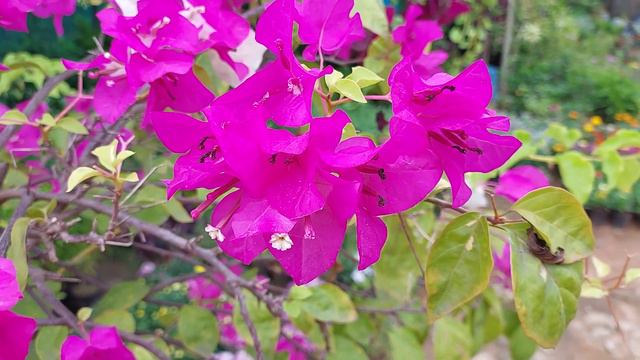 Bougainvillea glabra #flowers смотреть онлайн