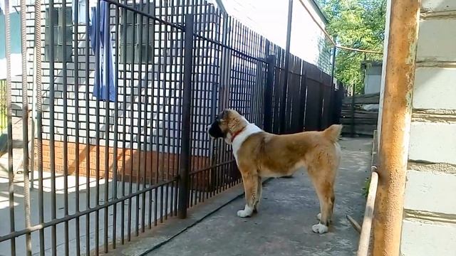 Среднеазиатская Овчарка-Алабай.Тина,пол года:) смотреть онлайн