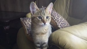 ЧАУЗИ ВСЕ О ПОРОДЕ. ИНТЕРЕСНЫЕ ФАКТЫ