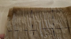 Виола из семян. Стратификация семян кипятком