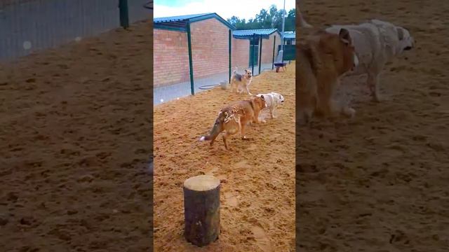 1 июля в приюте "Пушистый друг" смотреть онлайн