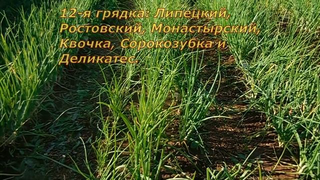 Лук шалот. Обзор новинок 2022 года. Часть II смотреть онлайн