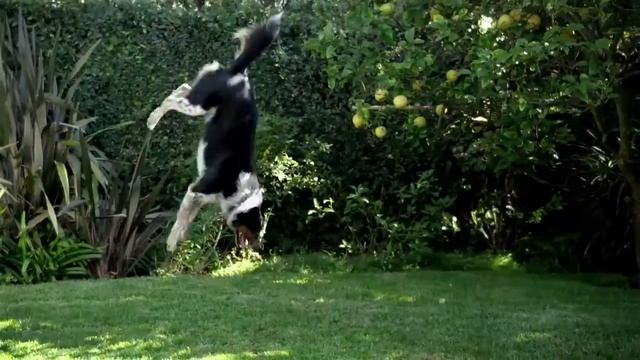 Skechers GOwalk 2 Walking Shoes "Dogs" Commercial смотреть онлайн