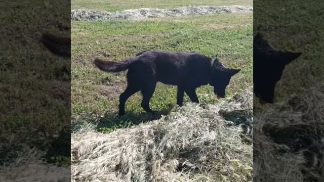 Сеновал, опять сено???!!! смотреть онлайн