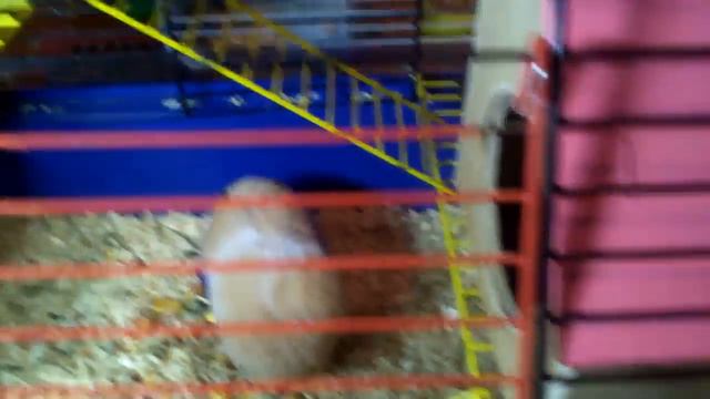 Хитрый план Шуши. Джунгарики-сплюхи. смотреть онлайн