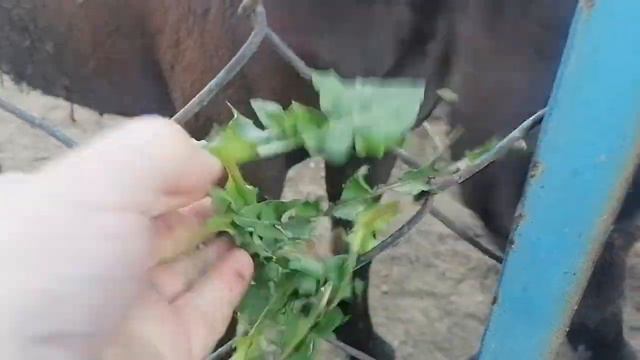 #Прогулка и осмотр лошадей смотреть онлайн