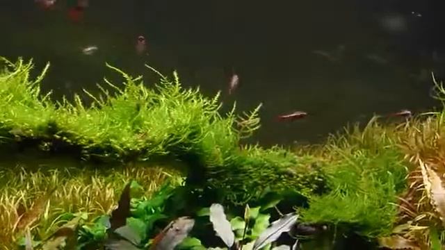 Кардинал (Tanichthys albonubes) смотреть онлайн