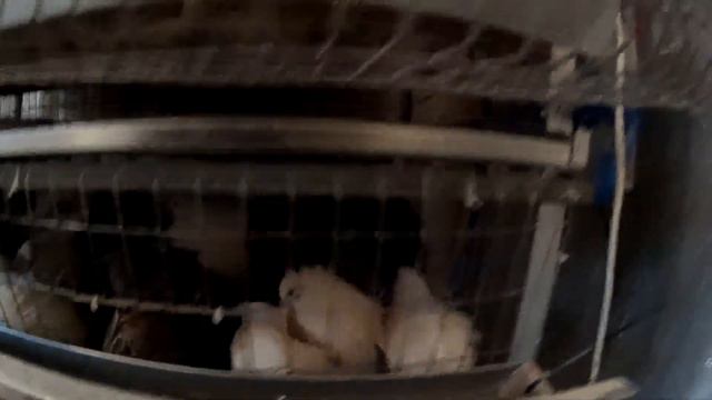Птицы смотреть онлайн