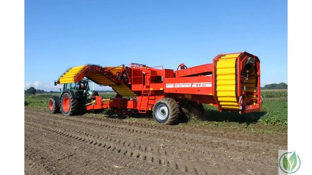 Сорт картофеля «Дельфин» смотреть онлайн