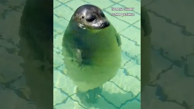 Милые тюлени