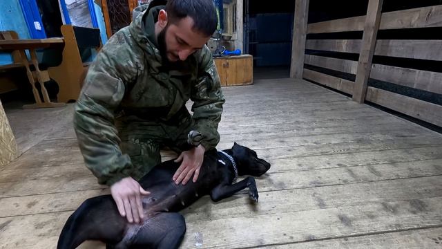 Кого я встерил ?? Собака которая ждет у дороги хозяев... смотреть онлайн