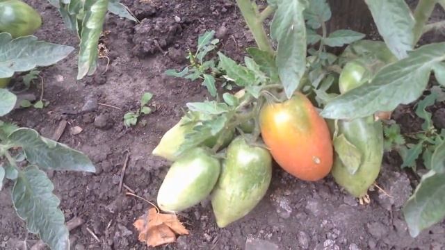 Томат Петруша Огородник смотреть онлайн