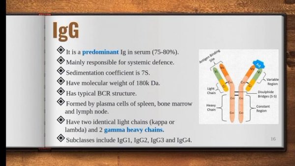 Types of Antibodies: Structure and Functions