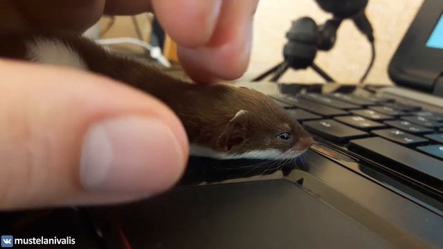Ласкины ласки - my tender weasel(Mustela nivalis) смотреть онлайн