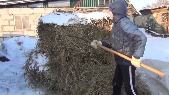 пилим жом для коров, особенности зимнего кормления, жизнь в деревне смотреть онлайн