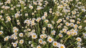 Ромашковое поле. Расслабляющее видео с расслабляющей музыкой.
