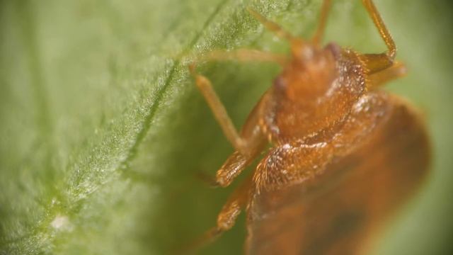 Watch Bed Bugs Get Stopped in Their Tracks | Deep Look смотреть онлайн