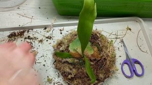 Платицериум из спор. Вертикальная посадка на тарелку